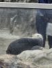 PICTURES/Oregon Coast Aquarium - Newport/t_Otters.jpg